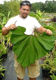 Attēlu rezultāti vaicājumam “Petasites hybridus leaf”