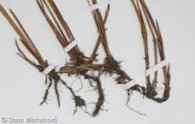 Attēlu rezultāti vaicājumam “Carex lasiocarpa leaf”