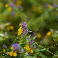 Attēlu rezultāti vaicājumam “Melampyrum nemorosum flower”