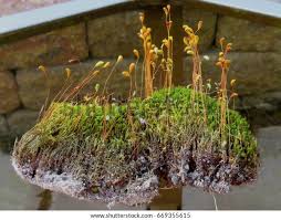 Attēlu rezultāti vaicājumam “Sphagnum sporophyte”