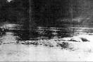 white river monster