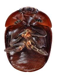 Attēlu rezultāti vaicājumam “Cychramus variegatus”