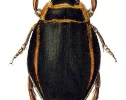 Attēlu rezultāti vaicājumam “Dytiscus marginalis”