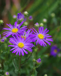 Image result for Aster amellus