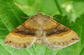 Attēlu rezultāti vaicājumam “Scotopteryx chenopodiata”