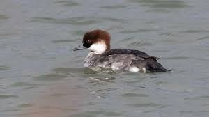 Attēlu rezultāti vaicājumam “Mergus albellus”