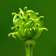 Attēlu rezultāti vaicājumam “Ranunculus bulbosus”