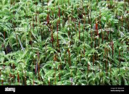 Attēlu rezultāti vaicājumam “Sciuro-hypnum curtum”