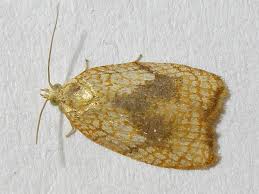 Attēlu rezultāti vaicājumam “Acleris forsskaleana”