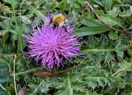 Attēlu rezultāti vaicājumam “Cirsium acaule”