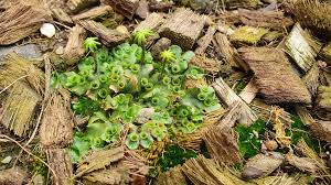Attēlu rezultāti vaicājumam “Blepharostoma trichophyllum sporophyte”