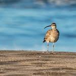 Image result for Numenius borealis