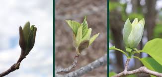 Attēlu rezultāti vaicājumam “Magnolia acuminata bud”