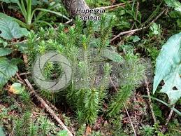 Attēlu rezultāti vaicājumam “Huperzia selago”