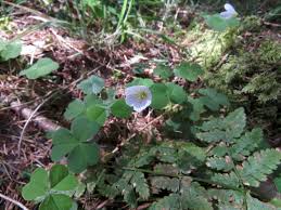 Attēlu rezultāti vaicājumam “Oxalis acetosella”