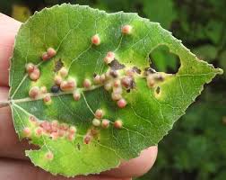 Attēlu rezultāti vaicājumam “Harmandia”