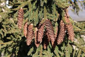 Attēlu rezultāti vaicājumam “Picea orientalis”