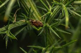 Attēlu rezultāti vaicājumam “Aphrophora alni nymph”