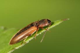 Attēlu rezultāti vaicājumam “Dalopius marginatus”