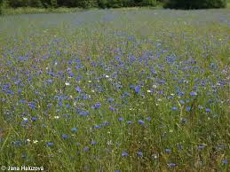 Attēlu rezultāti vaicājumam “Cyanus segetum”
