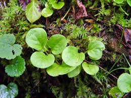 Attēlu rezultāti vaicājumam “Pyrola minor bud”