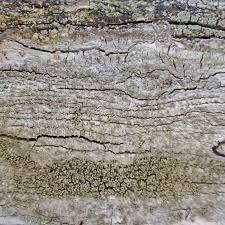 Attēlu rezultāti vaicājumam “Pertusaria coccodes”