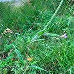 Attēlu rezultāti vaicājumam “Epilobium palustre fruit”