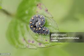 Attēlu rezultāti vaicājumam “Tenthredo scrophulariae larva”