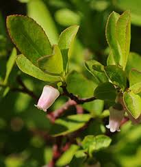 Attēlu rezultāti vaicājumam “Vaccinium uliginosum bud”