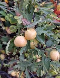 Attēlu rezultāti vaicājumam “Crataegus x macrocarpa fruit”