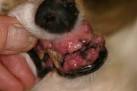 Facial swelling is a common problem in dogs.