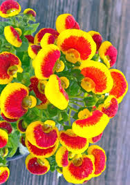 Image result for Calceolaria