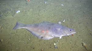 Image result for Reinhardtius hippoglossoides