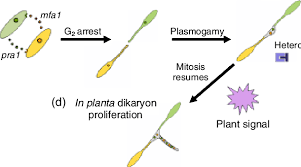 Attēlu rezultāti vaicājumam “Didymium spongiosum var. dictyospora”