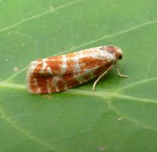 Attēlu rezultāti vaicājumam “Rhyacionia pinicolana”