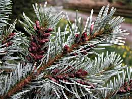 Attēlu rezultāti vaicājumam “Abies veitchii”