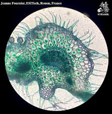 Attēlu rezultāti vaicājumam “Lycopersicon esculentum”