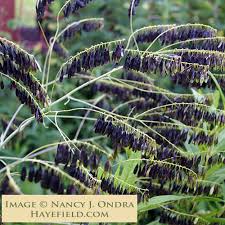 Attēlu rezultāti vaicājumam “Isatis tinctoria”