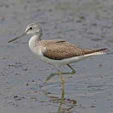 Attēlu rezultāti vaicājumam “Tringa nebularia adult”