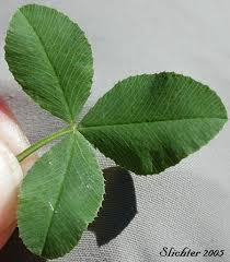 Attēlu rezultāti vaicājumam “Trifolium hybridum”