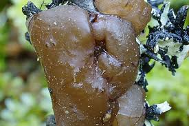 Attēlu rezultāti vaicājumam “Exidia repanda”