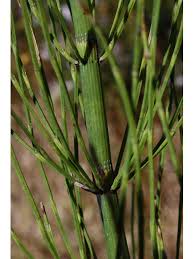 Attēlu rezultāti vaicājumam “Equisetum fluviatile”
