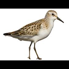Attēlu rezultāti vaicājumam “Calidris minuta”