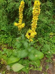 Image result for Nachtkerze