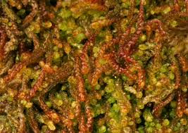 Attēlu rezultāti vaicājumam “Nowellia curvifolia”