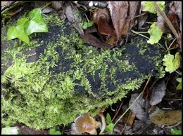 Attēlu rezultāti vaicājumam “Ruzenia spermoides”