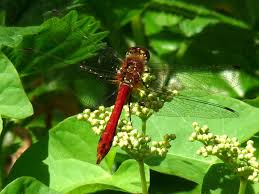 Attēlu rezultāti vaicājumam “Sympetrum sanguineum female”