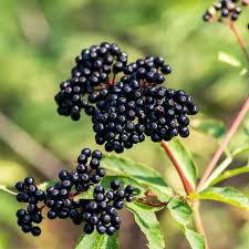 Attēlu rezultāti vaicājumam “Sambucus nigra fruit”