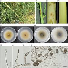 Attēlu rezultāti vaicājumam “Hygroamblystegium varium sporophyte”
