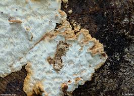 Attēlu rezultāti vaicājumam “Antrodia serialis”